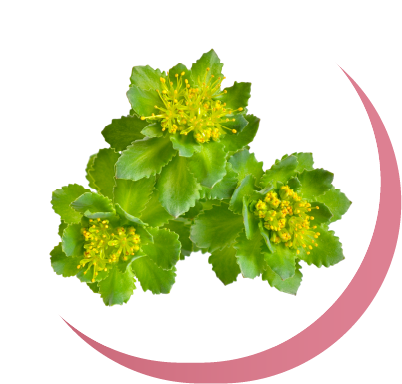 Rhodiola Rosea